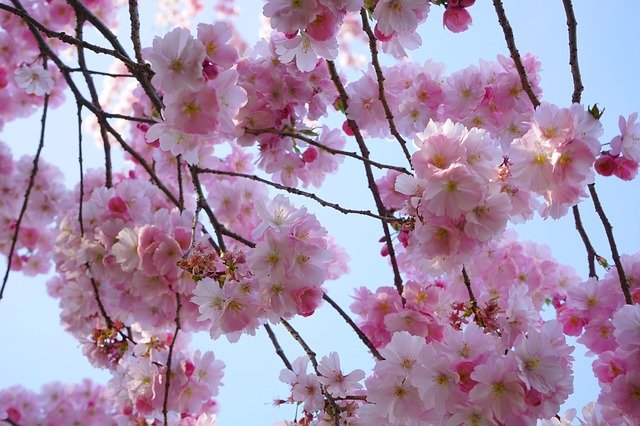 Japanese Cherry Trees on the Berlin Wall Mauerweg