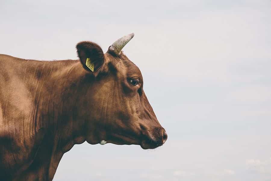 Berlin Wall Escapes - Using A Cow