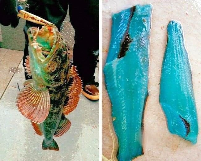 The Lingcod - the only fish to have naturally blue meat