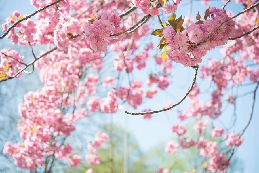 Japanese Cherry Blossoms at the Berliner Mauerweg