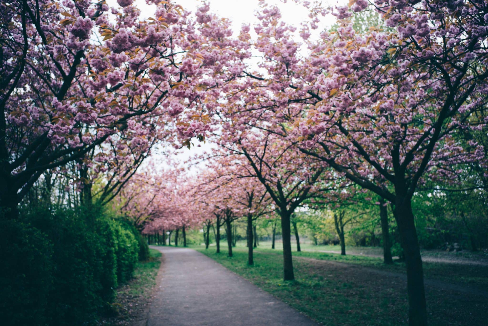 Mauerweg Berlin - Japanese Cherry Blossoms