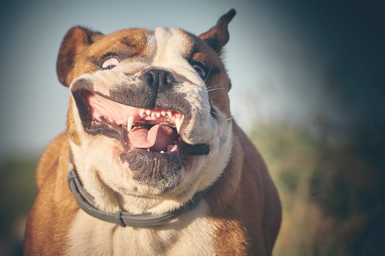 English Bulldog and Berliner, streamers Stock Photo - Alamy