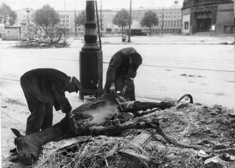 Men scavanging a dead horse in Berlin-Tempelhof in 1945 during the Battle of Berlin