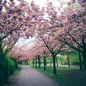 The Japanese Cherry Blossoms at the Bösebrücke