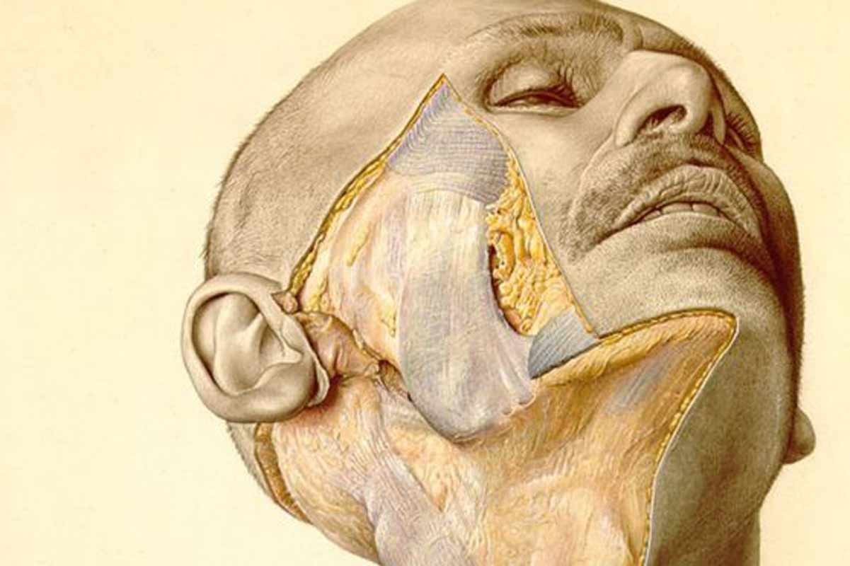 A selection from Pernkopf's Topographic Anatomy of Man - Public Domain